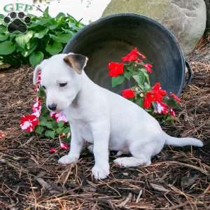Nickel, Jack-A-Ranian Puppy